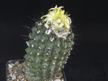 Sales plant (sample)